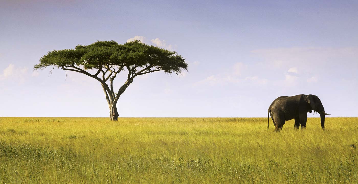 Foto mit einem Elefanten und einem Baum