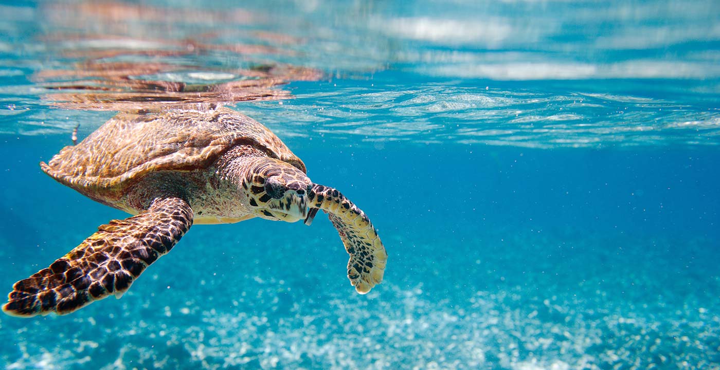 Foto einer Schildkröte im Wasser
